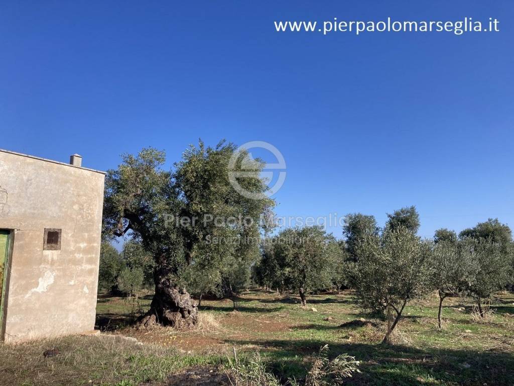 Rustico / casale a Ostuni in Contrada San Lorenzo - Foto 5