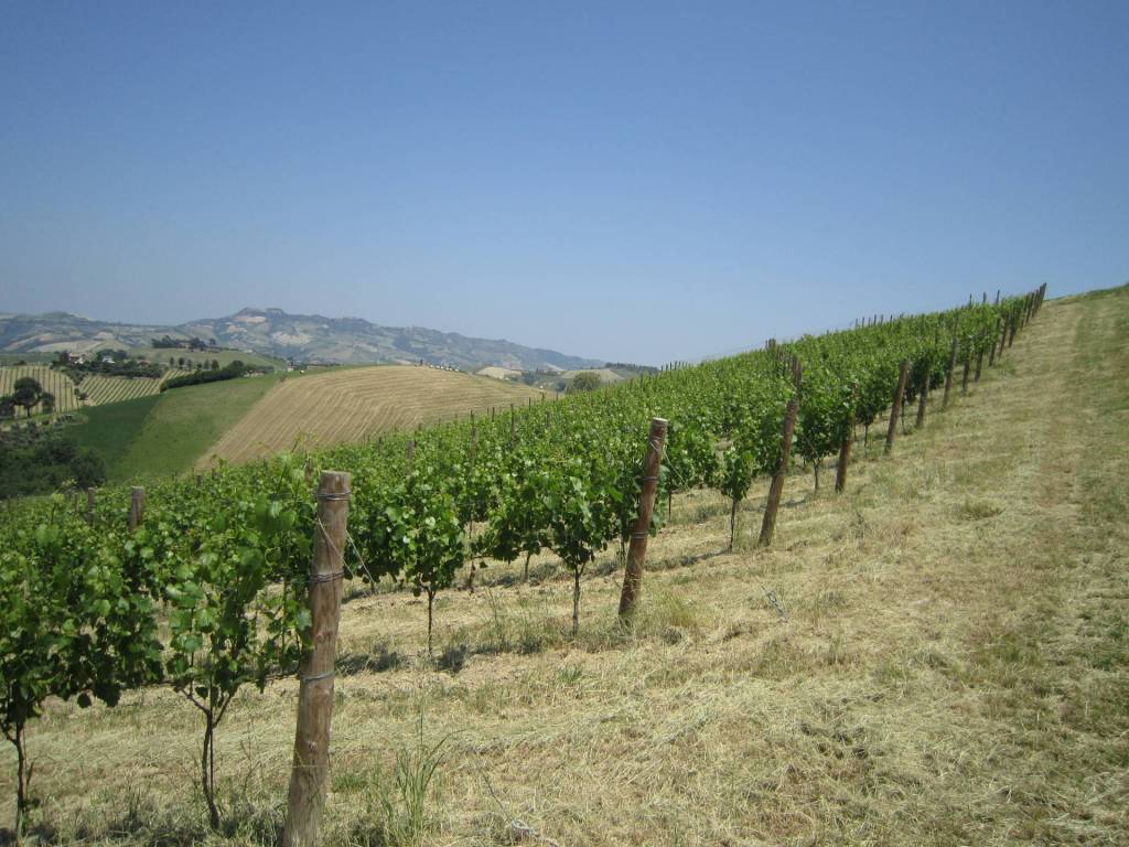 Rustico / casale a Offida in Borgo Miriam - Foto 3