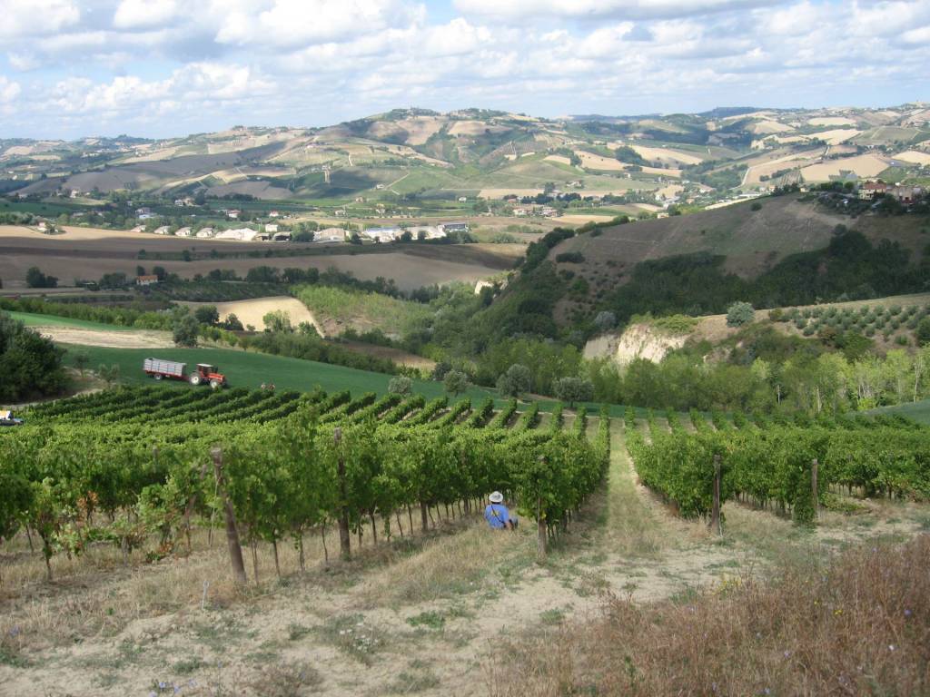 Rustico / casale a Offida in Borgo Miriam - Foto 5