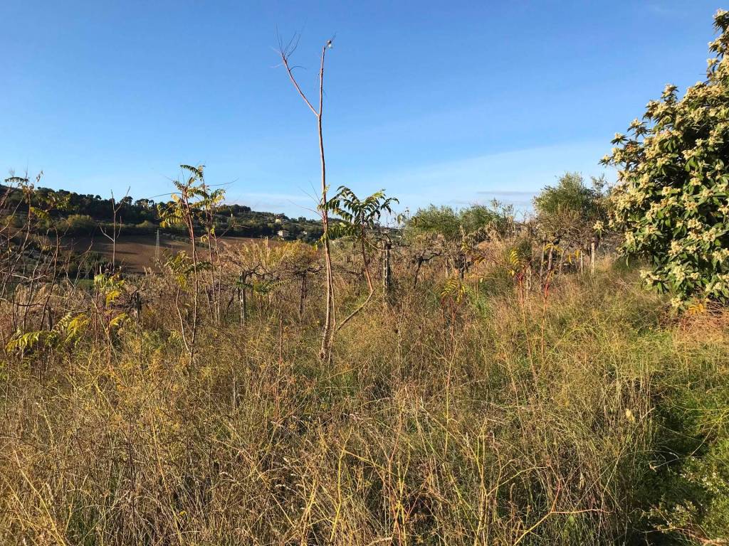 Terreno a San benedetto del tronto in Zona Collinare, ragnola - Foto 3