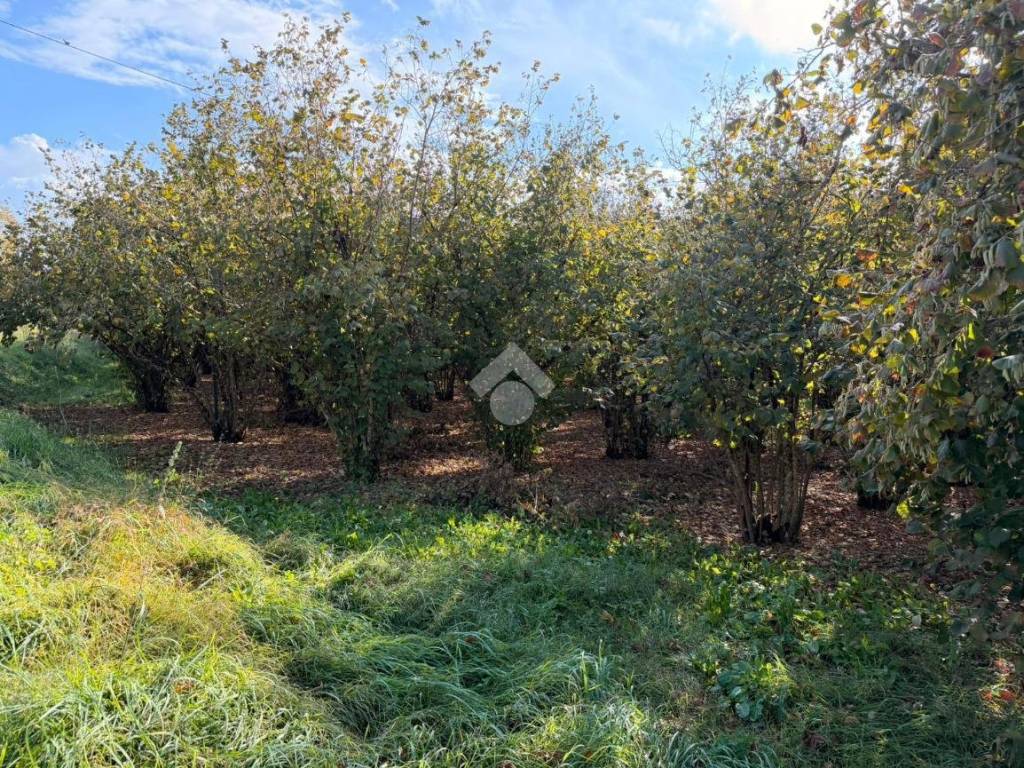 Terreno a Soriano nel cimino in Str. Sant'Eutizio, 110 - Foto 2