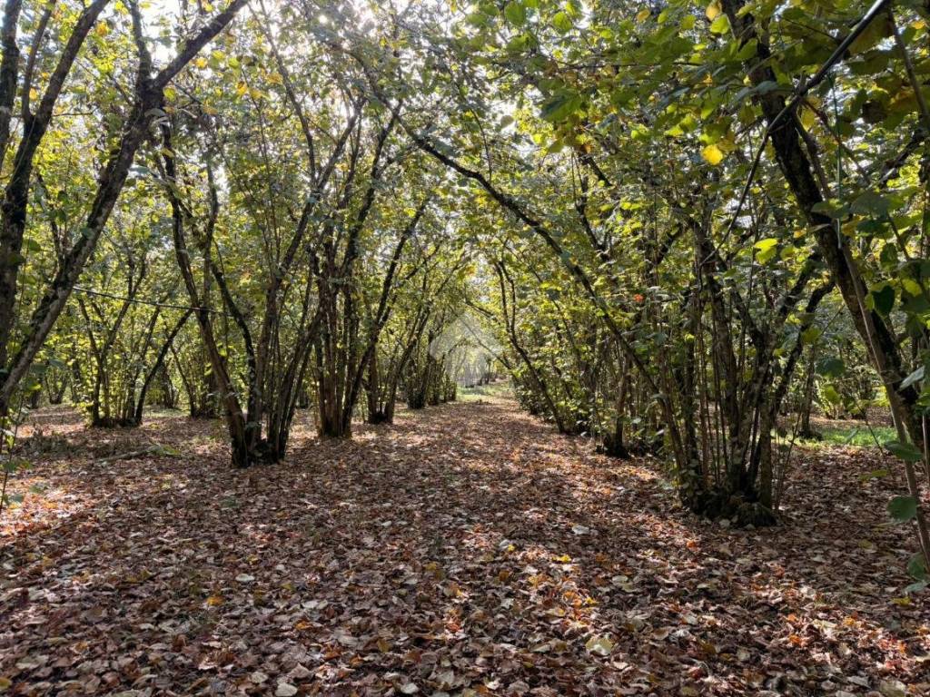 Terreno a Soriano nel cimino in Str. Sant'Eutizio, 110 - Foto 3