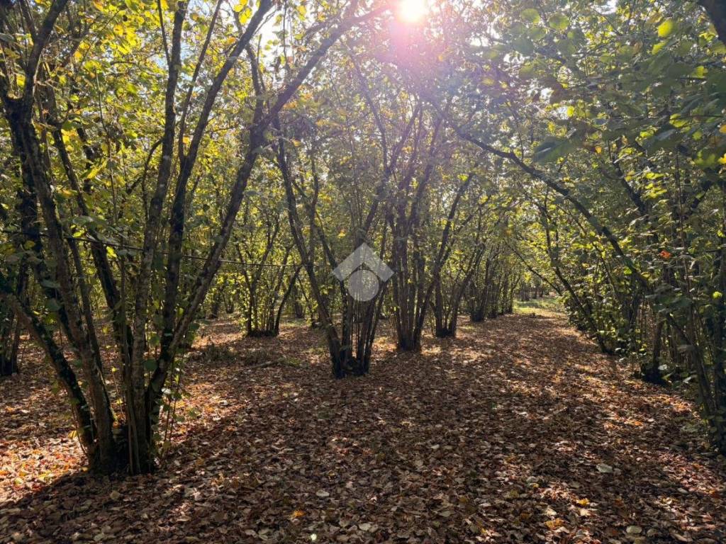 Terreno a Soriano nel cimino in Str. Sant'Eutizio, 110 - Foto 4
