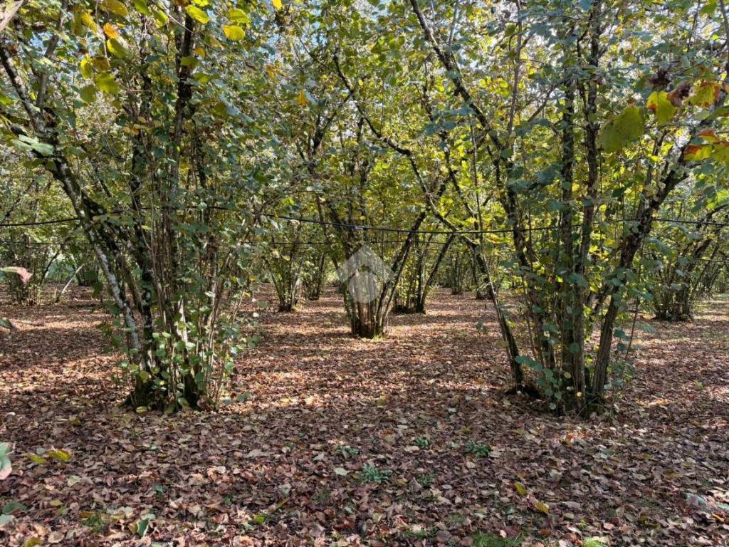 Terreno a Soriano nel cimino in Str. Sant'Eutizio, 110 - Foto 5