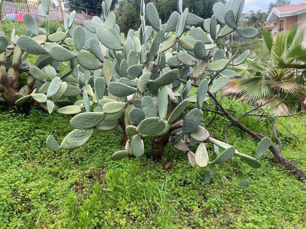 Terreno a Aci castello in Via Litteri, 250 - Foto 4