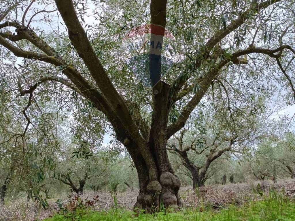 Terreno a Caltagirone in cda renelle - Foto 2