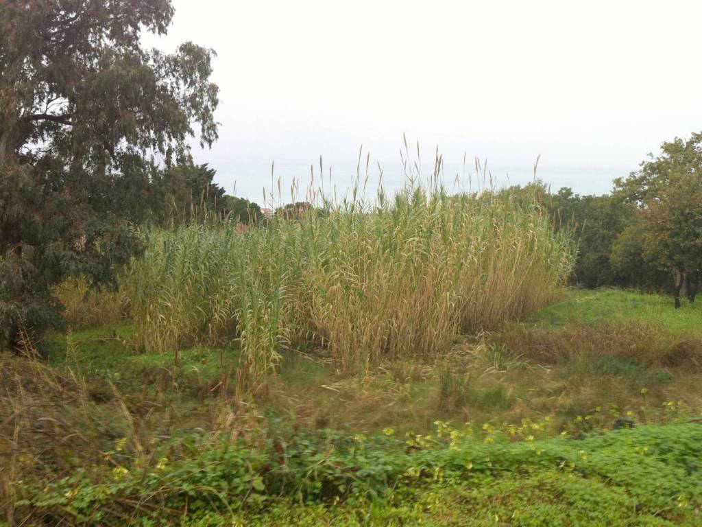 Terreno a Gizzeria in Località Maiolino - Foto 3