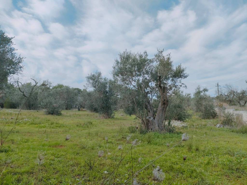 Terreno a Neviano in Strada Comunale di Collepasso - Foto 4