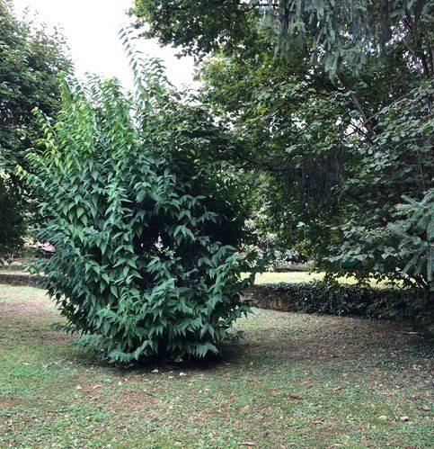 Villa a Castelveccana - Foto 3