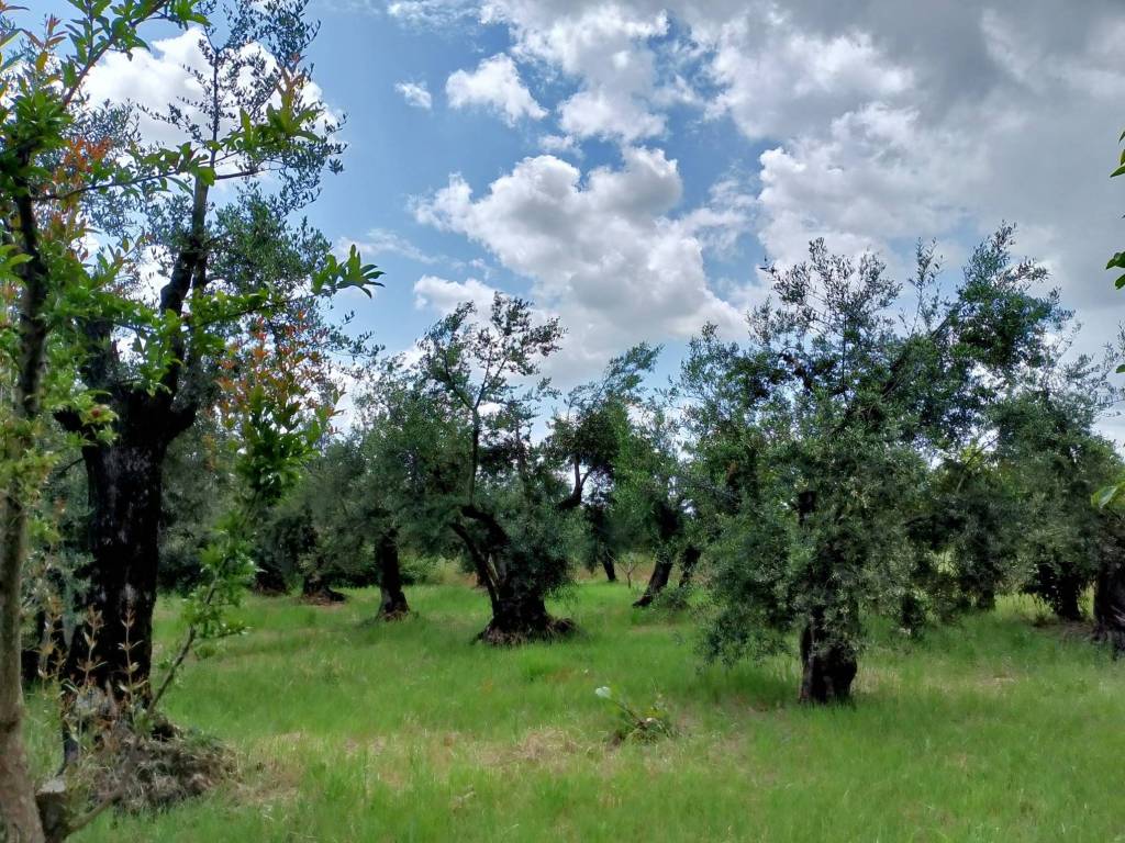 Terreno a Cori in Via Cori-Cisterna - Foto 2