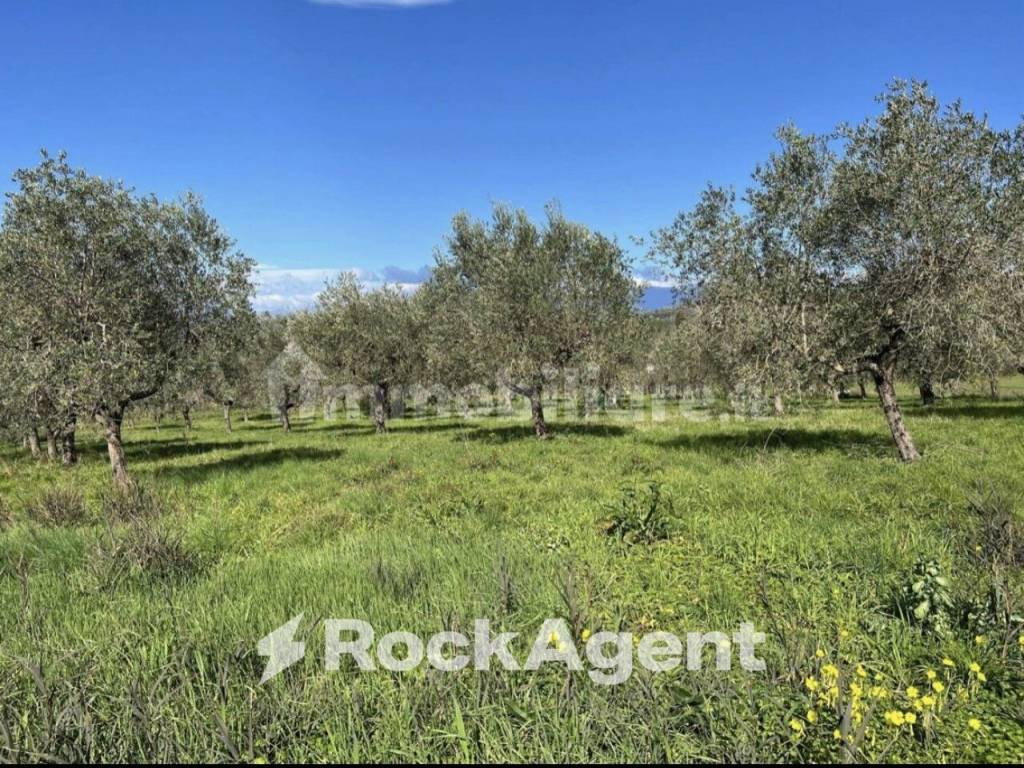 Terreno a Altavilla silentina in Contrada Santa Lucia - Foto 2