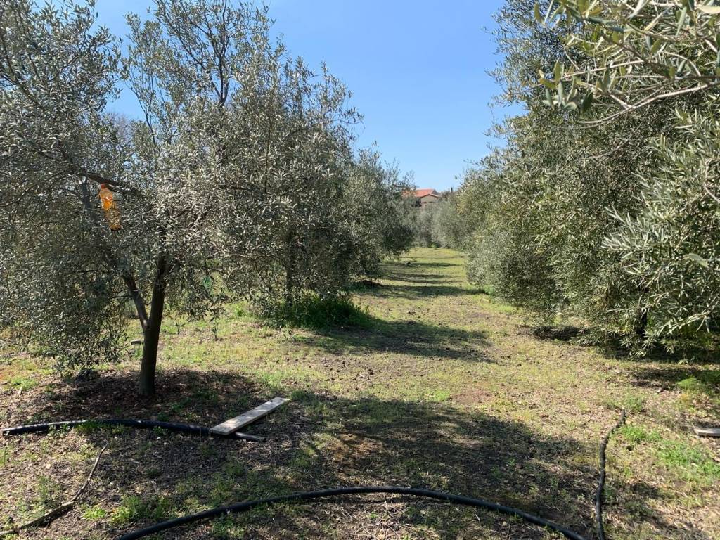 Terreno a Pedara - Foto 4