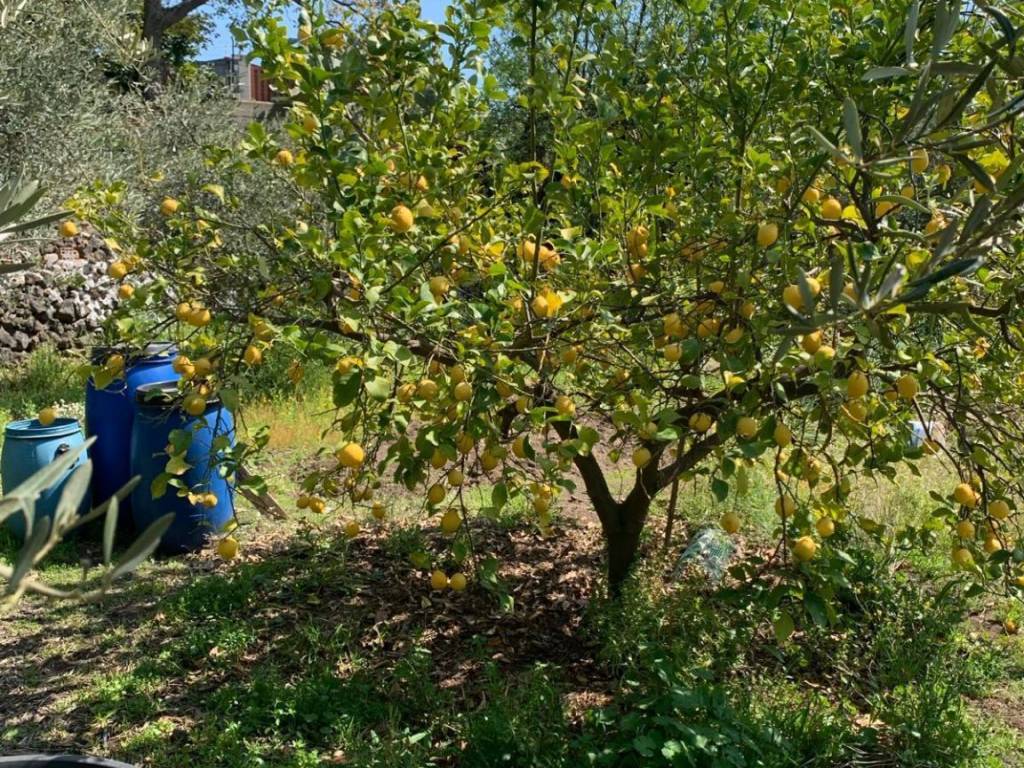 Terreno a Pedara - Foto 5