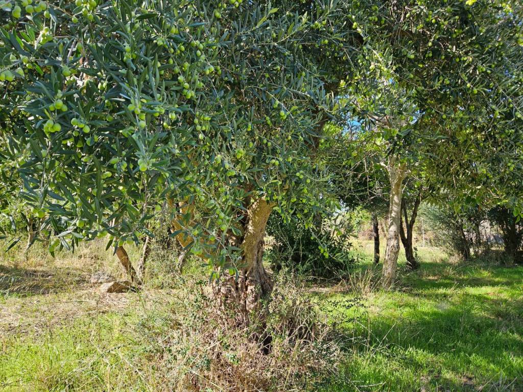 Terreno a Carini in Via Gran Paradiso SNC - Foto 3