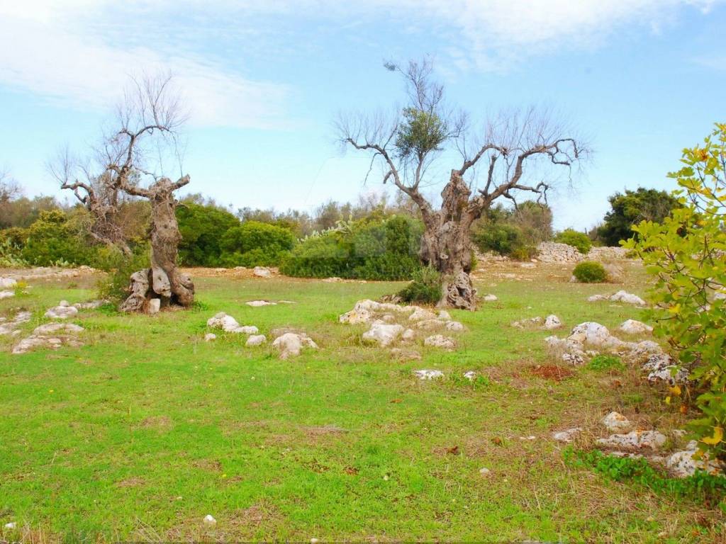 Terreno a Morciano di leuca in Strada Comunale Nepole - Foto 5