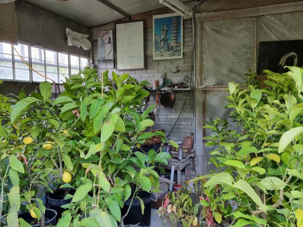 Terreno a Pietrasanta - Foto 3