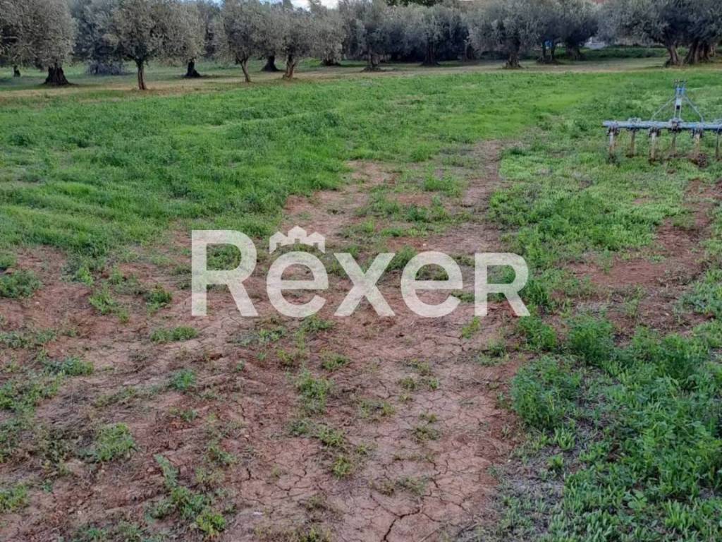 Terreno a Cepagatti in Via Fossanelli, - Foto 3