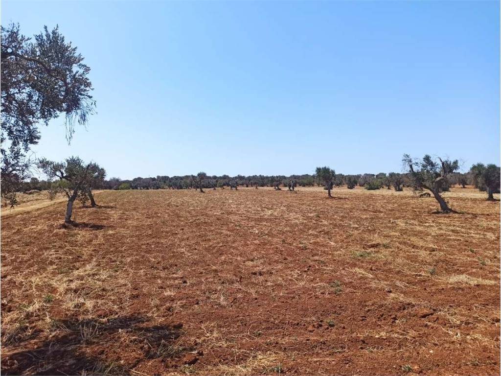 Terreno a Carovigno - Foto 3