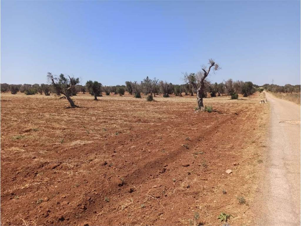 Terreno a Carovigno - Foto 5