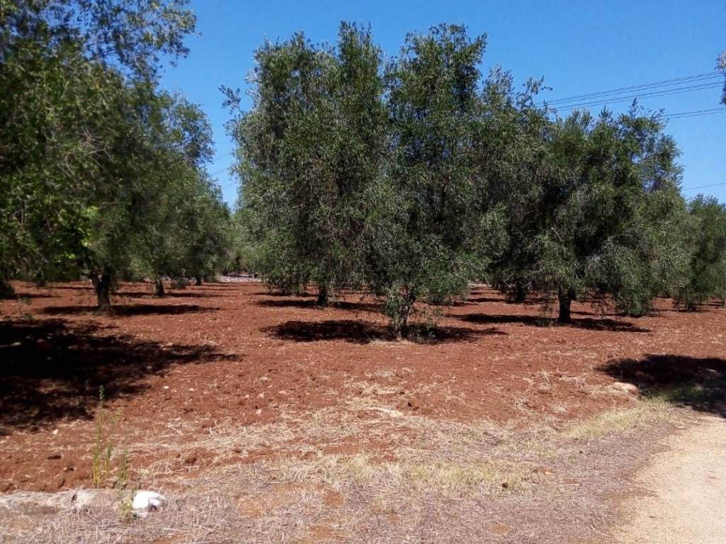 Terreno a Francavilla fontana in Contrada Pallone - Foto 2