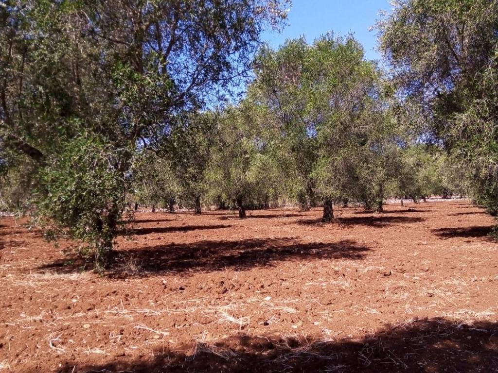 Terreno a Francavilla fontana in Contrada Pallone - Foto 3