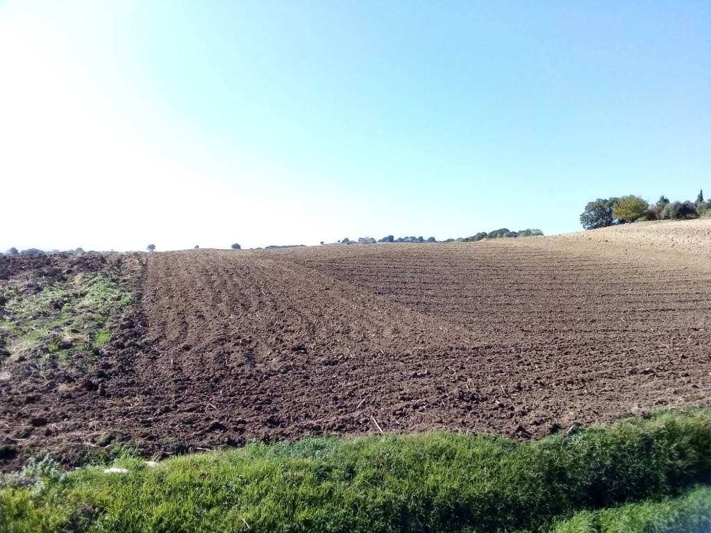 Terreno a Guglionesi - Foto 4
