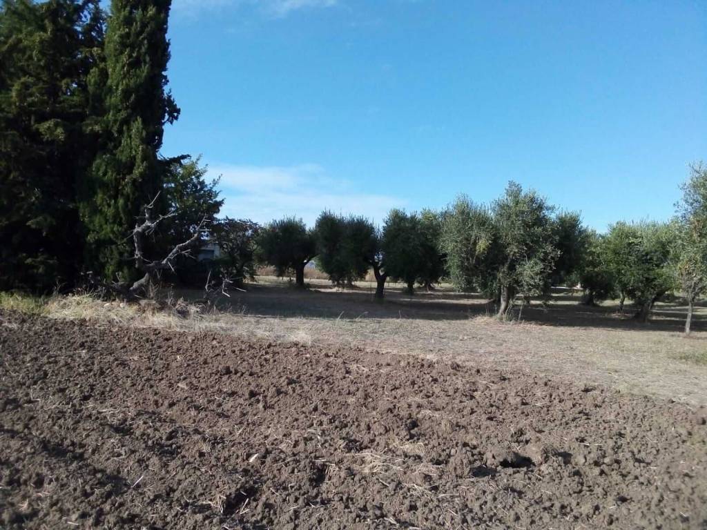 Terreno a Guglionesi - Foto 2