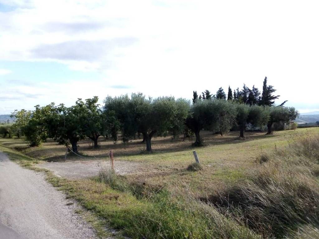 Terreno a Guglionesi - Foto 3