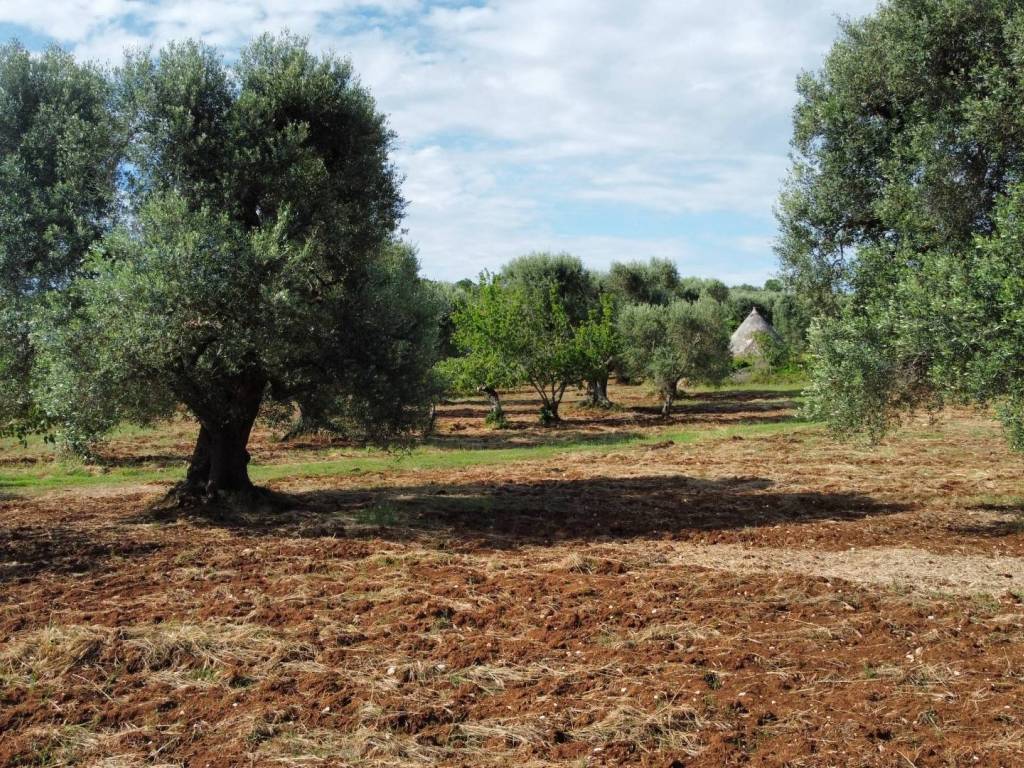Rustico / casale a Ceglie messapica - Foto 3