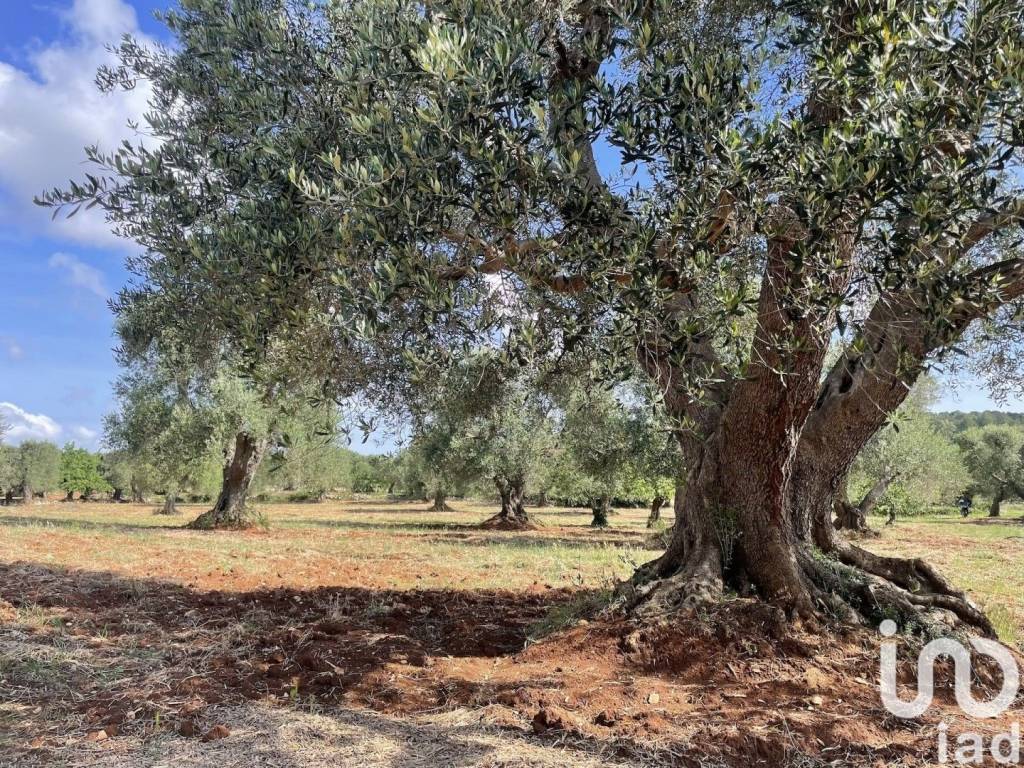 Rustico / casale a Ceglie messapica - Foto 4