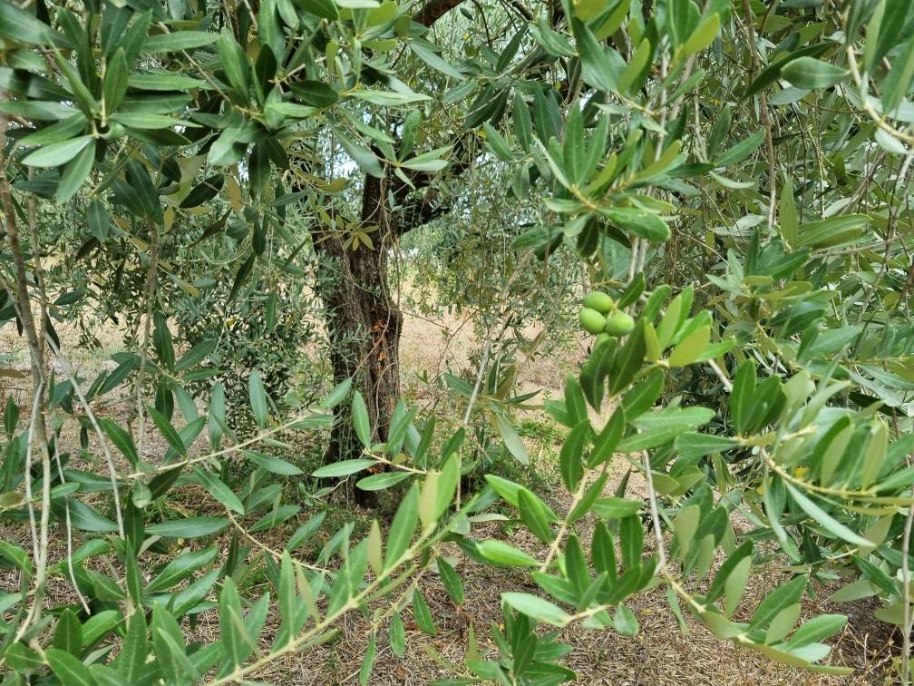 Terreno a Cisterna di latina - Foto 3