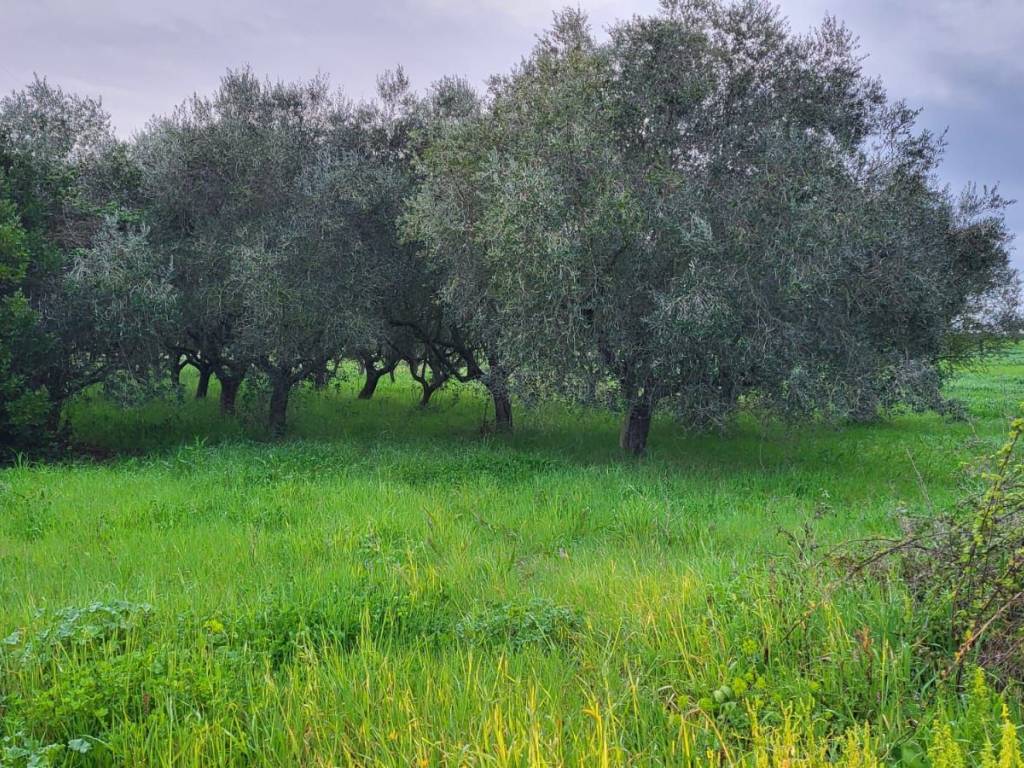 Terreno a Cisterna di latina - Foto 4