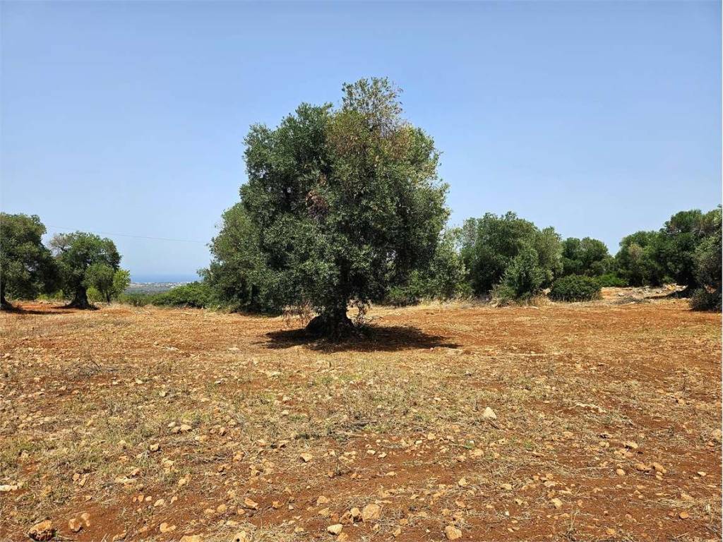 Terreno a Carovigno - Foto 4