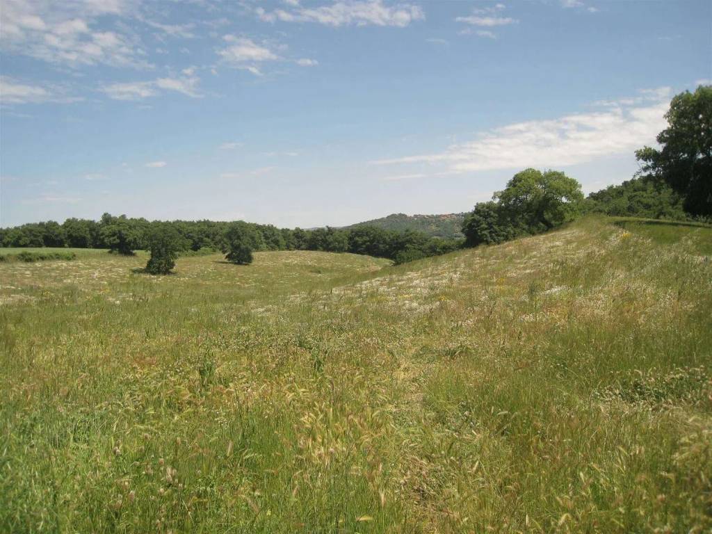 Terreno a Montefiascone - Foto 5