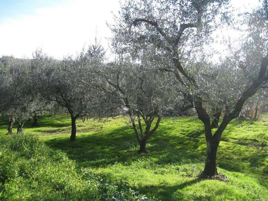 Terreno a Montefiascone - Foto 3