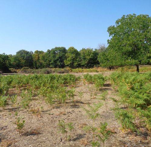 Terreno a Maletto in Ss284 - Foto 2