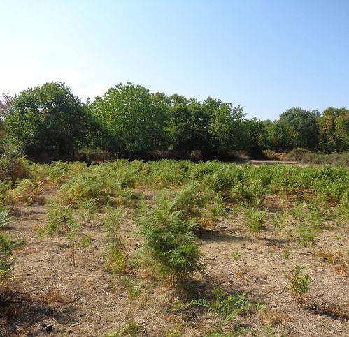 Terreno a Maletto in Ss284 - Foto 3