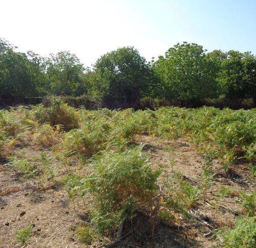 Terreno a Maletto in Ss284 - Foto 5