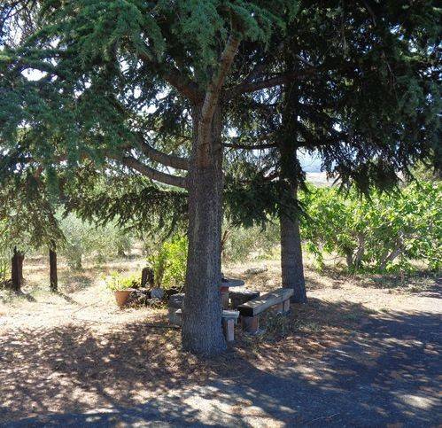 Terreno a Randazzo in Strada Statale 284 - Foto 3