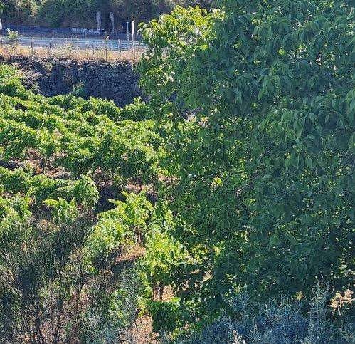 Terreno a Randazzo in Strada Statale 284 - Foto 4