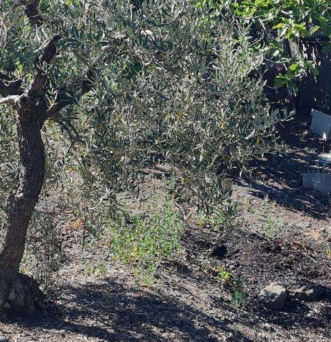 Terreno a Randazzo in Strada Statale 284 - Foto 5