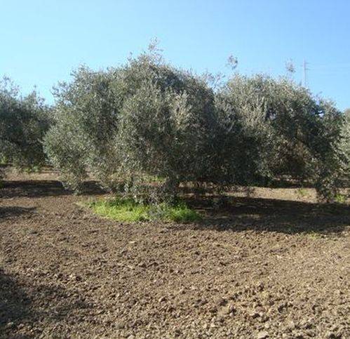 Terreno a Lascari - Foto 3