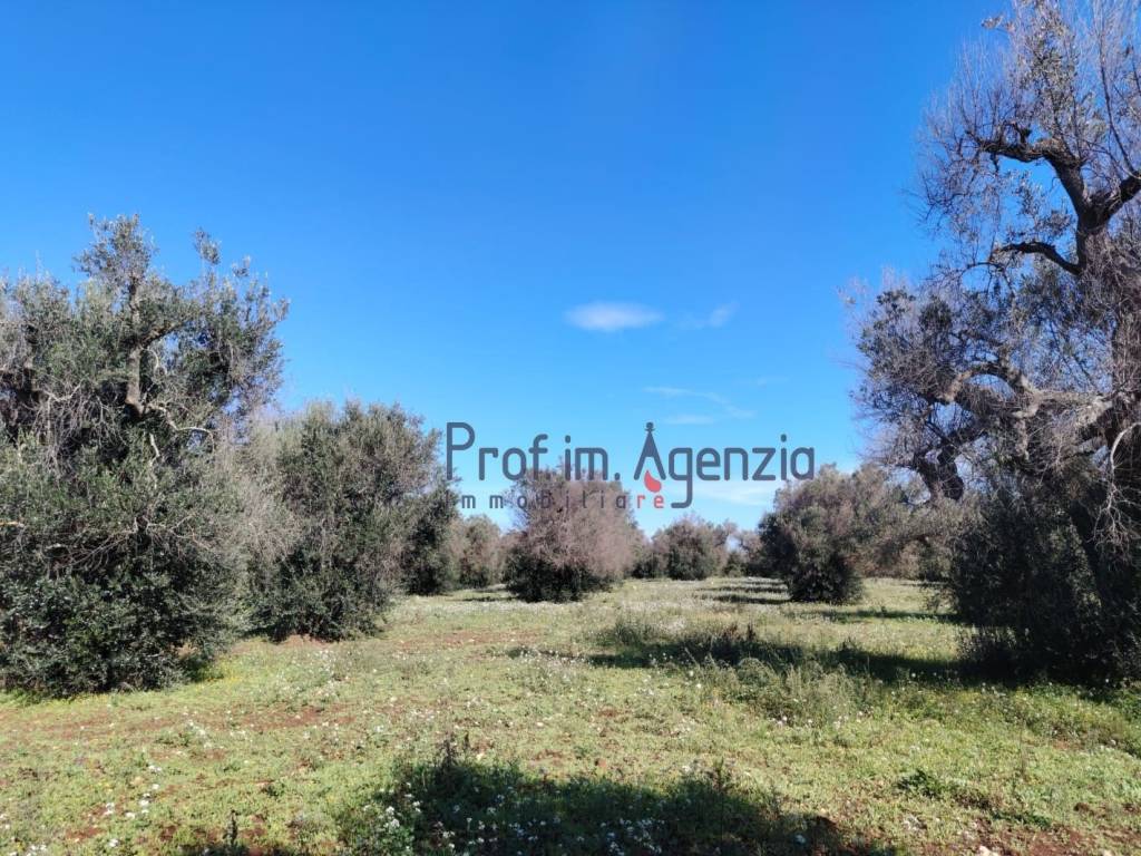 Terreno a Carovigno - Foto 3