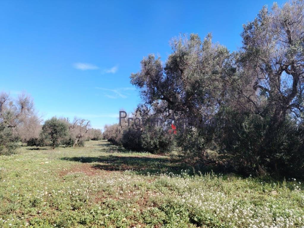 Terreno a Carovigno - Foto 4