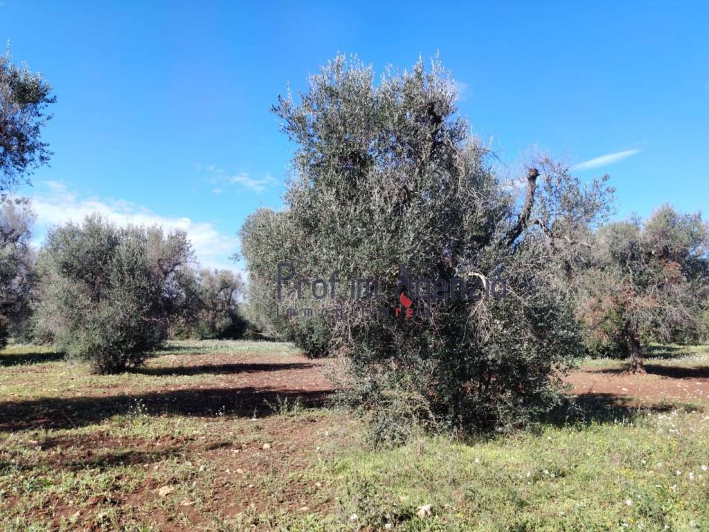 Terreno a Carovigno - Foto 5