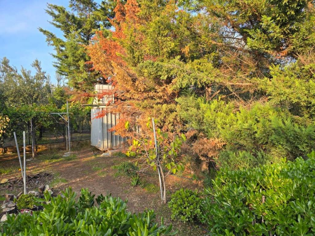 Terreno a Bisceglie in contrada Lamerlina - Foto 2