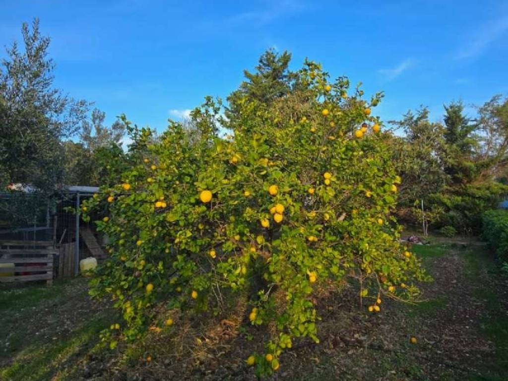 Terreno a Bisceglie in contrada Lamerlina - Foto 4