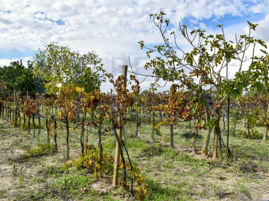 Rustico / casale a Noto in Via Tommaso Fazello, 228 - Foto 5