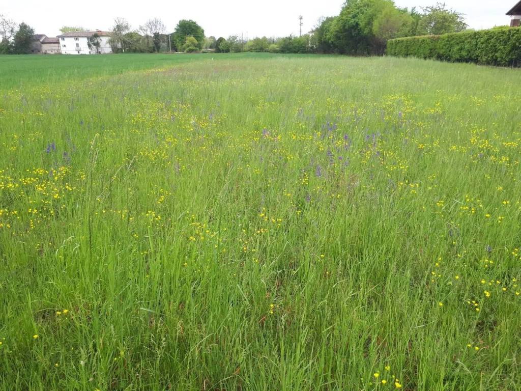 Terreno a Montebelluna - Foto 3