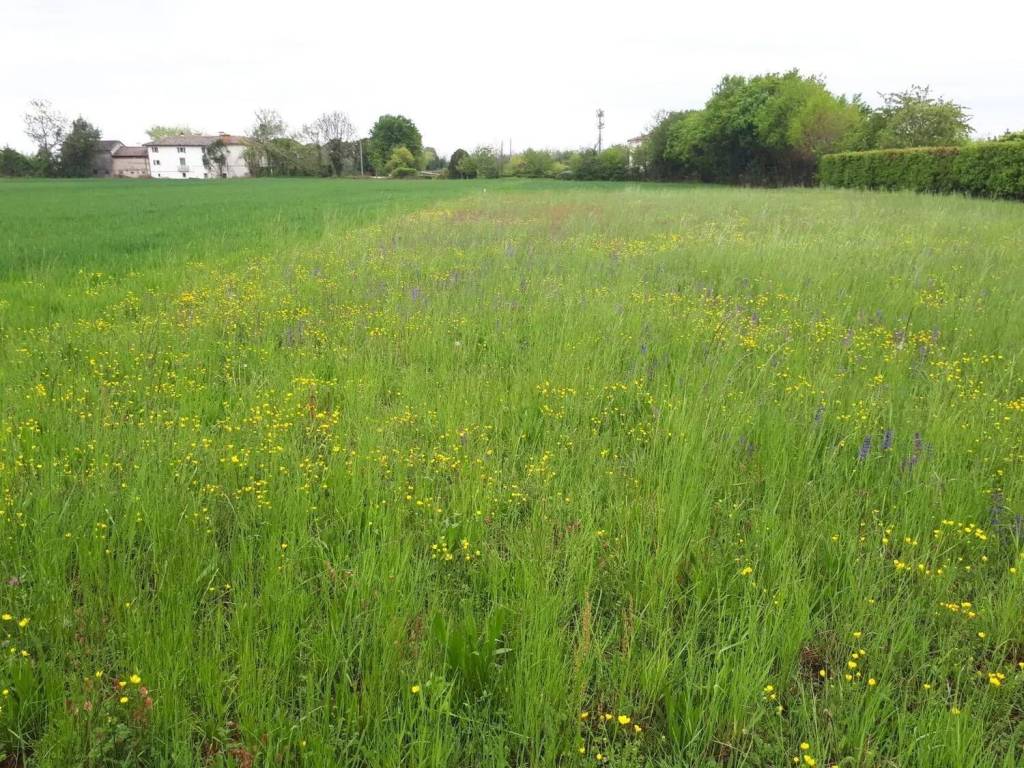 Terreno a Montebelluna - Foto 5